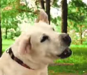 养宠物趣事多，养猫好还是养狗好？铲屎官分享实用技巧小工具