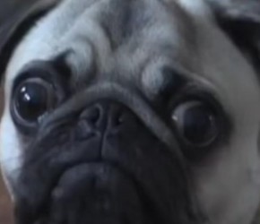 如何带着狗子正确的遛弯技巧