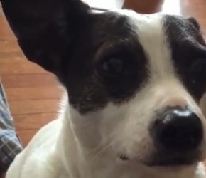 狗狗发出“呜呜”的声音是什么意思？养狗的朋友记得看看