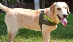 母狗为何不发情？狗不发情是什么原因有什么？