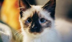 暹罗猫合适小白养吗?