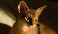 阿比西尼亚猫性格如何 阿比西尼亚猫性格介绍