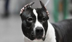 斯塔福梗犬的性格特点如何?