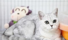 银渐层幼猫品相鉴别 毛色是很有讲究的