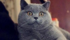 英短蓝猫的梳理与卫生