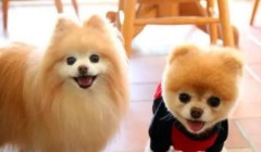 狗界5大“窝里横、外边怂”的狗狗，家宠狗入选沒有？