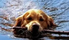 如何教狗狗游泳 这几个要素要了解