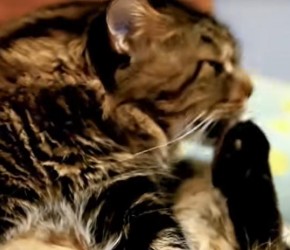 猫一年不洗澡会怎么样？实在不想洗就不洗吧