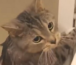 猫需要洗澡吗？猫为什么会讨厌洗澡？到底该如何给猫洗澡呢？