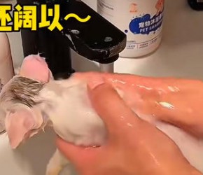 不要给猫用人用的沐浴露，人和猫皮肤酸碱度不一样，人用的还不能舔舐，所以还是用宠物专用的吧
