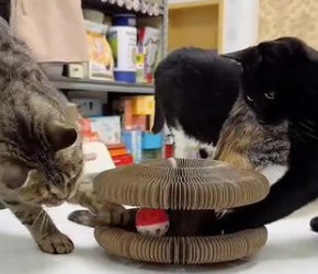 推荐这个最近很火的风琴猫抓板玩具 小猫咪都玩疯了。