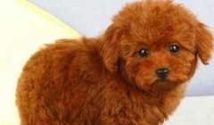 怎么样照顾刚到新环境的泰迪犬？