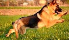 狗狗体内有虫的症状有什么？狗狗多长时间驱虫一次？