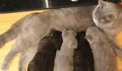 哺乳期的母猫为何会吐 生产过后肠胃虚弱