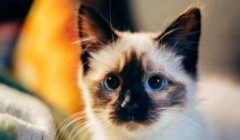 暹罗猫吃那些猫粮 暹罗猫喂养指南