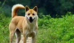 容易见到的狗狗类型有什么？都有哪些特点，你知不知道？