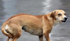 狗狗夹尾巴表示什么？