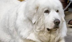 大白熊的好奇与嫉妒心理