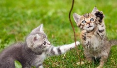 宠物猫吃了丝带、绳子或者塑料袋如何解决？附急救办法