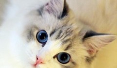 猫会抑郁吗 你的猫可能正饱受抑郁折磨