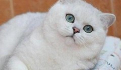 宠物猫为何乱尿? 宠物猫乱尿是什么原因什么?