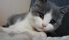 一直打喷嚏的宠物猫是生病了吗