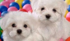 卷毛比熊犬如何养卷毛比熊犬介绍