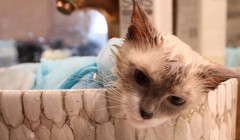 小猫洗澡注意哪些地方?