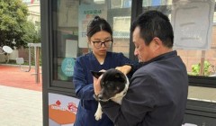 杨枝社区：免费为宠物接种疫苗，守护“毛孩子”与居民健康