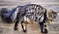 缅因猫的优缺点有哪些？