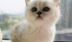 渐层是英短还是美短 渐层猫是什么品种?