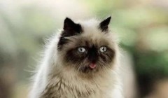 喜马拉雅猫性格如何?