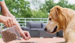 狗粮如何选，挑选狗粮应该注意什么?
