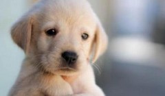 挑选幼犬食物的需要注意的地方