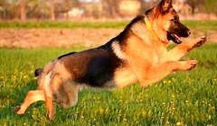 小狗练习时用什么奖励？这三种奖励叫你事半功倍