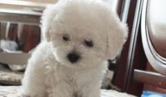 狗狗胰腺炎是什么原因症状和治疗办法