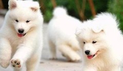 怎么样不同狗狗得传染病还是感冒？