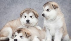 购买狗狗应该注意什么？