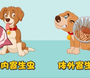 一篇学会：犬猫驱虫攻略