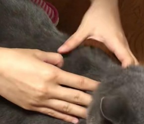给英短蓝猫做体外驱虫教程，你们学会了吗？