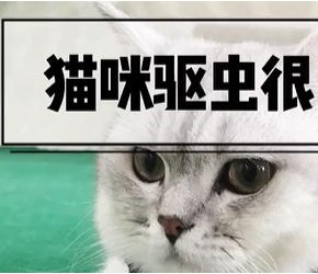 养猫务必要驱虫，其实给猫咪驱虫并不麻烦，做好2点是关键