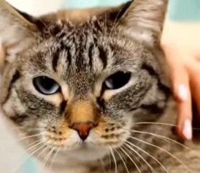 猫要定期驱虫，多久一次还得因猫而异