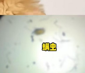 教你一眼分辨猫咪有没有虫