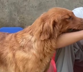 狗狗安全这些钱不能省，定期做驱虫，对狗狗来说非常重要不能马虎