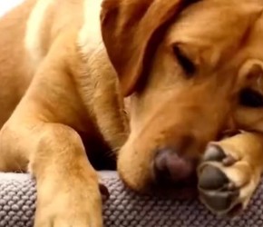 宠物医院揭秘：兽医如何一眼看穿宠物健康隐患