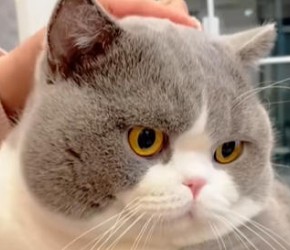 新手养猫必看:5种省钱又省心的猫咪!