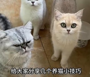 分享给大家几个养猫小技巧