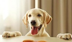 判断狗狗有没吃饱的三个办法