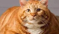 宠物猫肥胖如何减肥 如何拟定宠物猫减肥计划