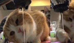 为何宠物猫不喜欢洗澡，却又非常爱玩水？